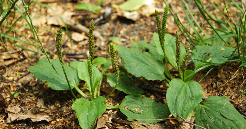 plantain FI