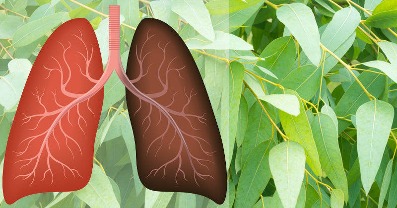 plants herbs repair lung damage FI