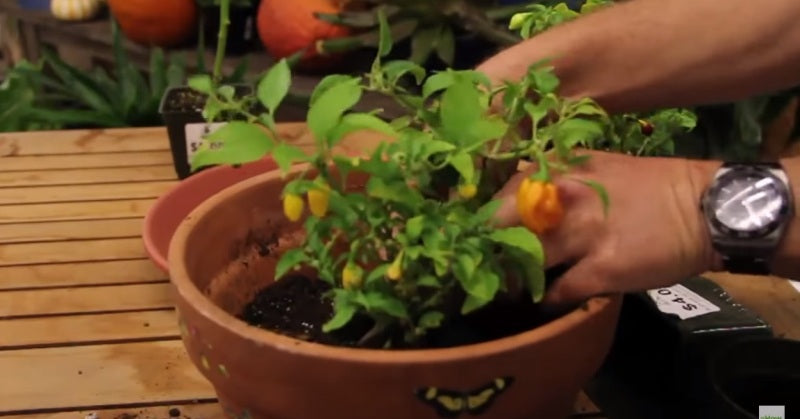 plants indoors FI
