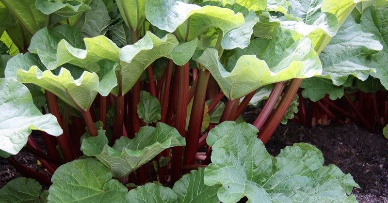 poisonous plants FI