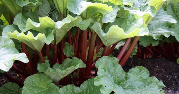 poisonous plants FI