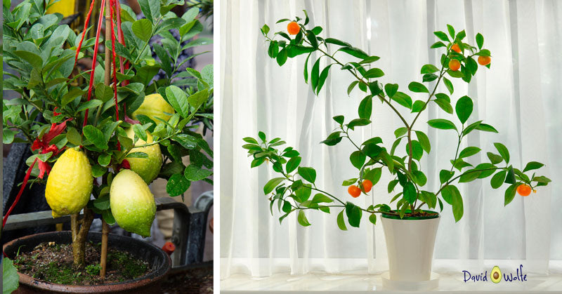 you can grow containers plants