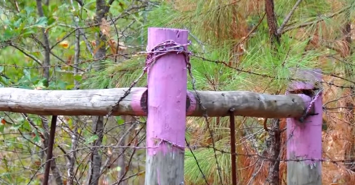 purple paint FI