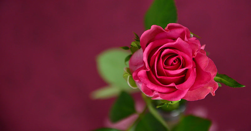 rose oil beauty FI