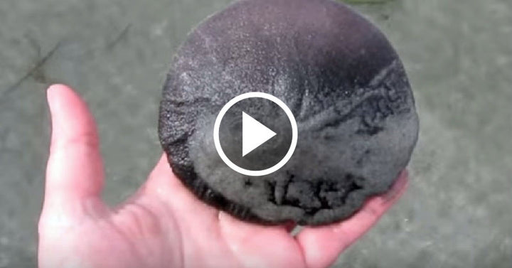sand dollar FI02