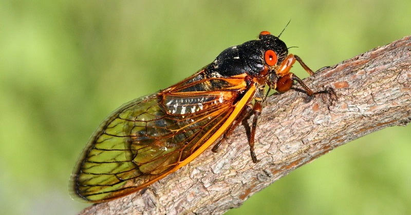 shutterstock_141026362