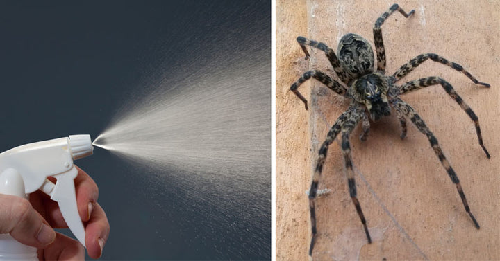 spider tips FI