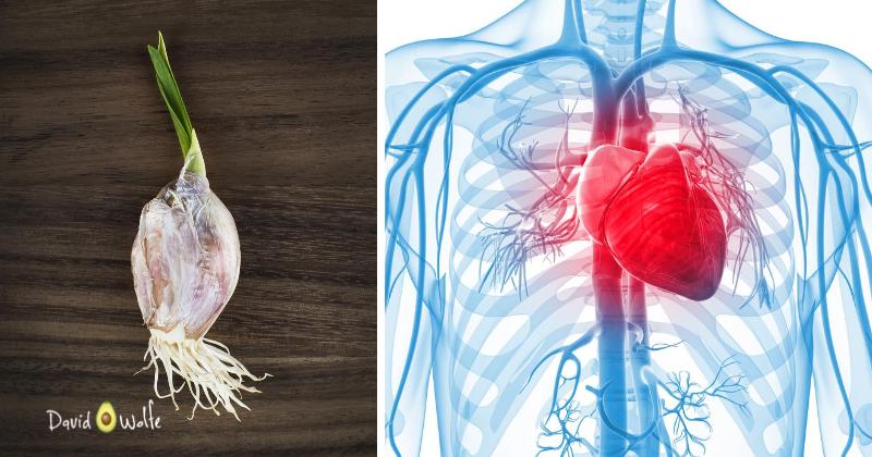 sprouted garlic