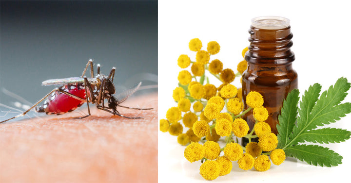 Tansy Essential Oil: 10 Benefits & Uses