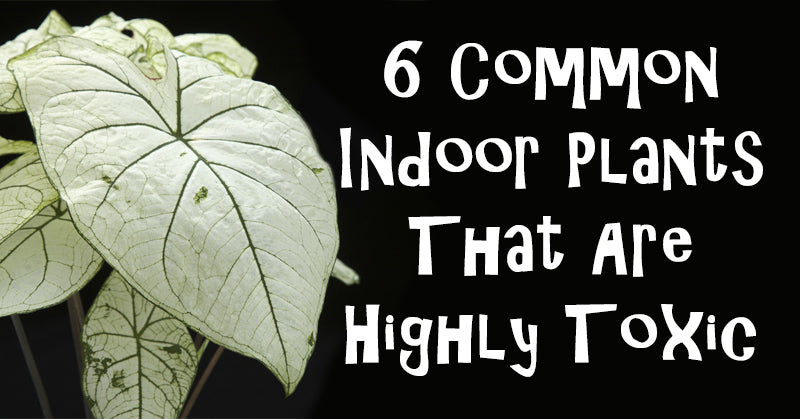 toxic house plants FI