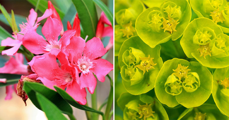 common plants highly toxic FI