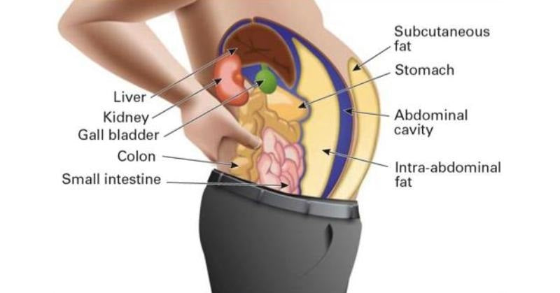 toxins fat cells