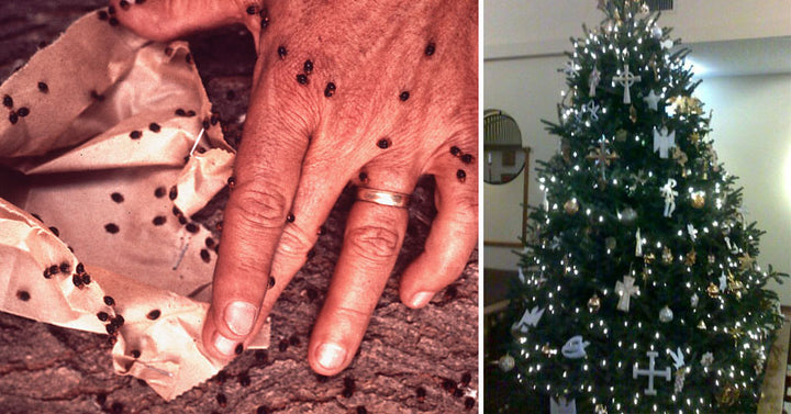 tree bugs FI