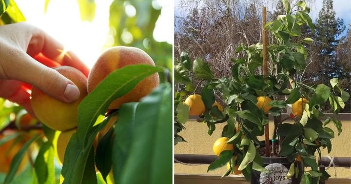 tree containers FI