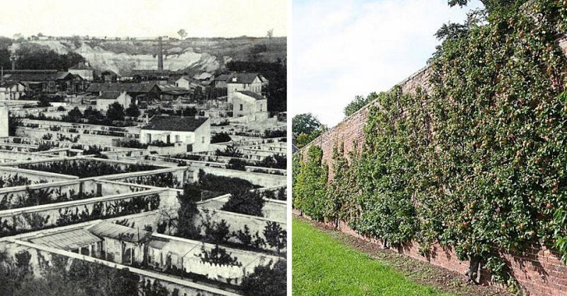 urban farming 1600s fruit FI