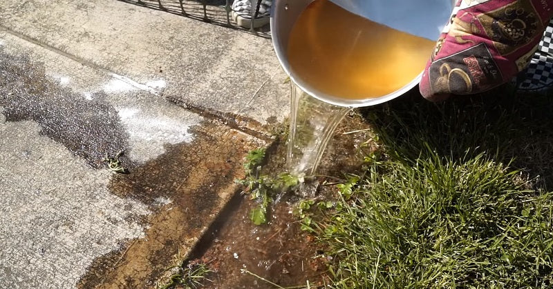 water ants FI
