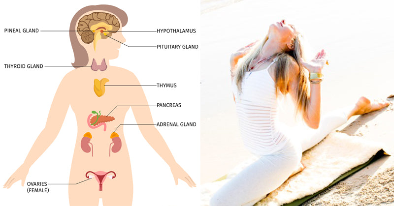 yoga tiger liver stimulation FI
