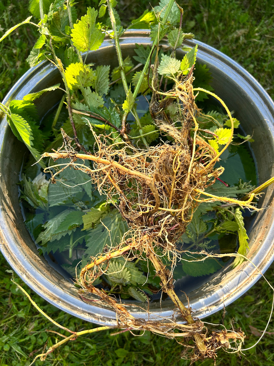 Nettle Root Tincture
