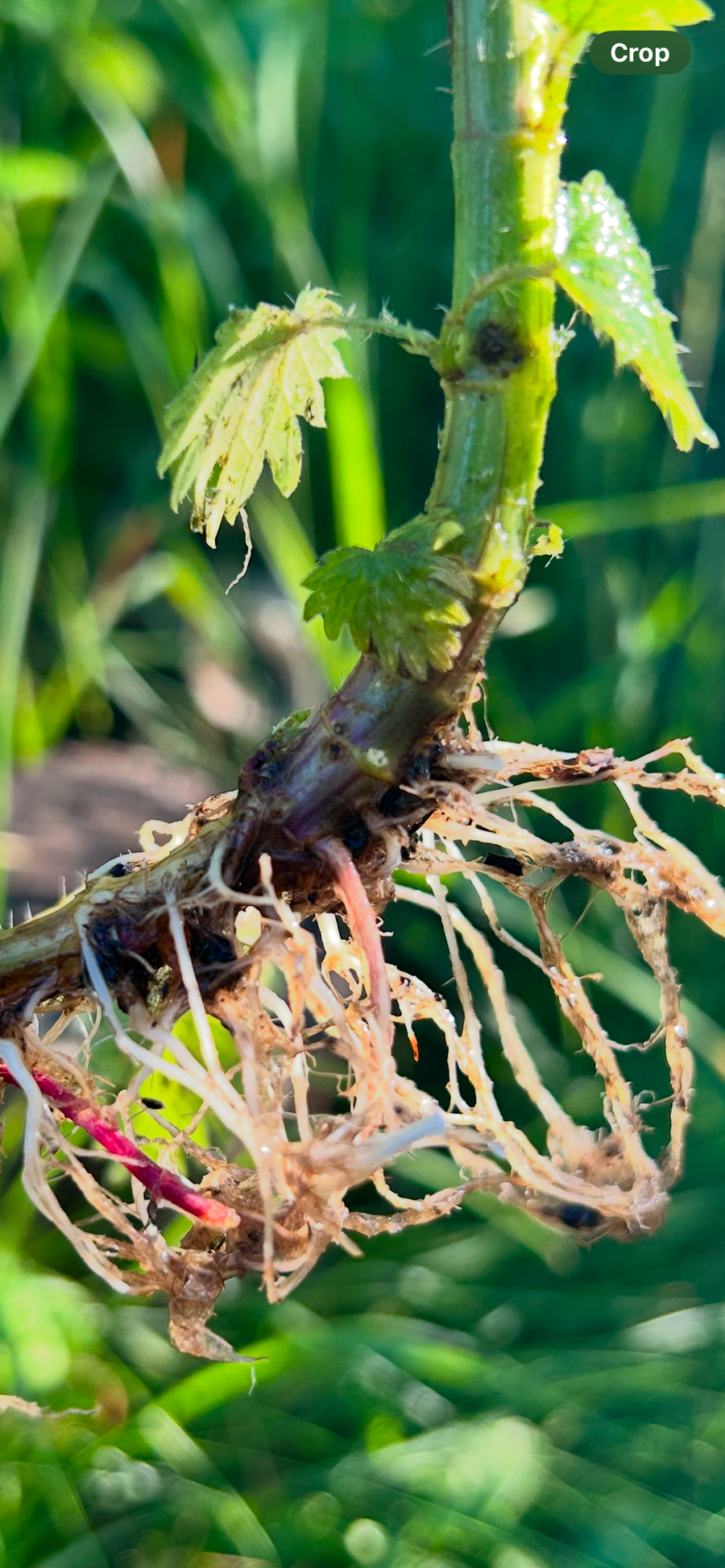 Nettle Root Tincture