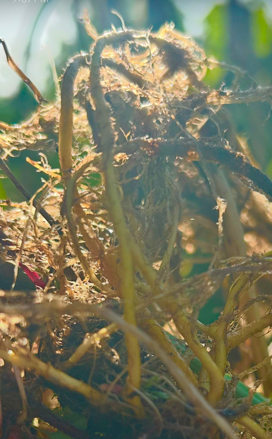 Nettle Root Tincture