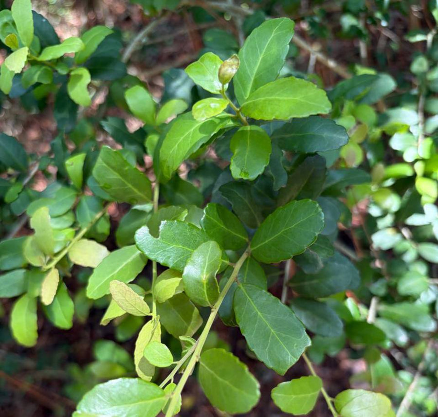 Texas Bigfoot Tea: Wild Yaupon