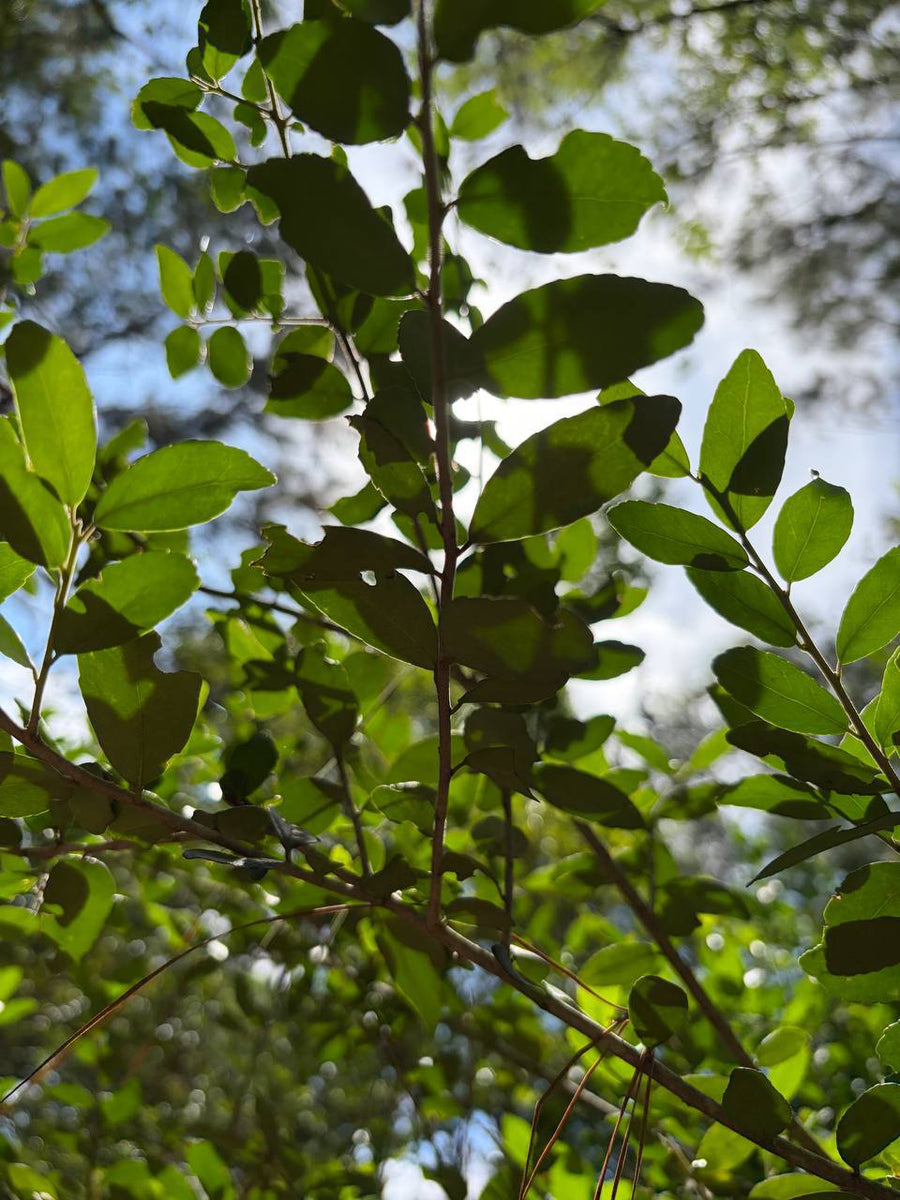 Texas Bigfoot Tea: Wild Yaupon