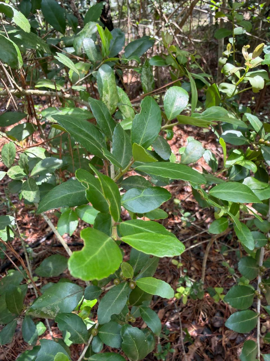 Texas Bigfoot Tea: Wild Yaupon