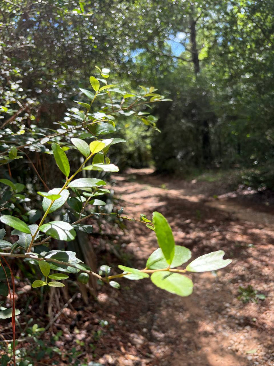 Texas Bigfoot Tea: Wild Yaupon