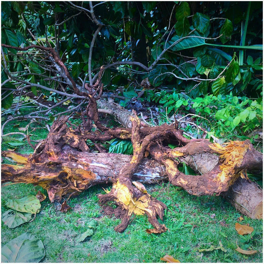 NoniRoot Tincture