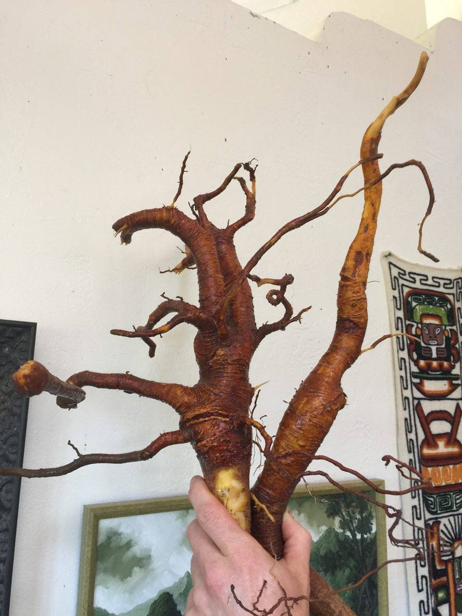 NoniRoot Tincture