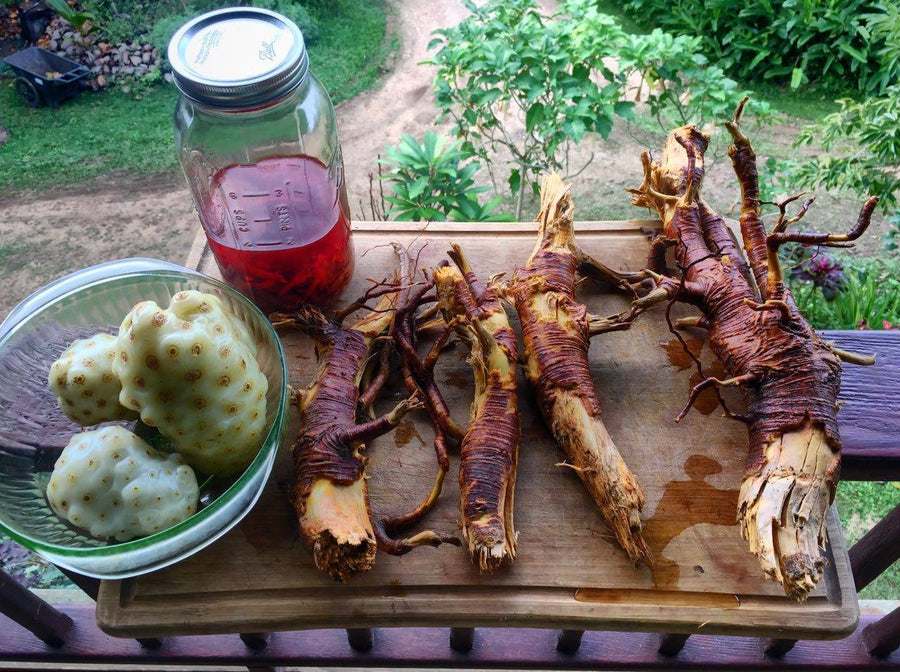 NoniRoot Tincture