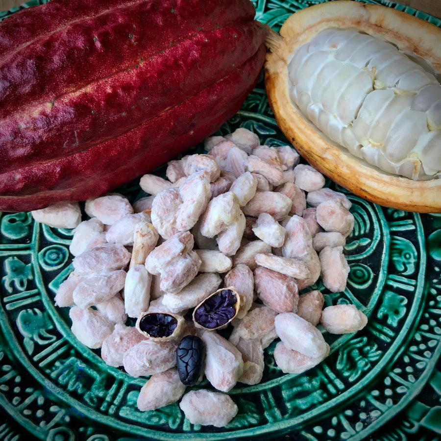 NoniLand Freeze-Dried Cacao Beans with Pulp 1/2 lb. (8 oz)