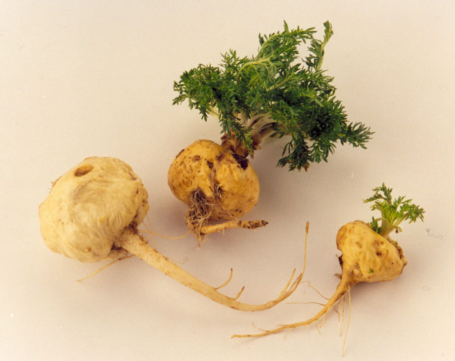 Organic Maca Powder