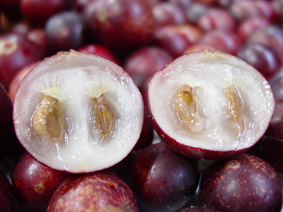 Camu Berry Powder