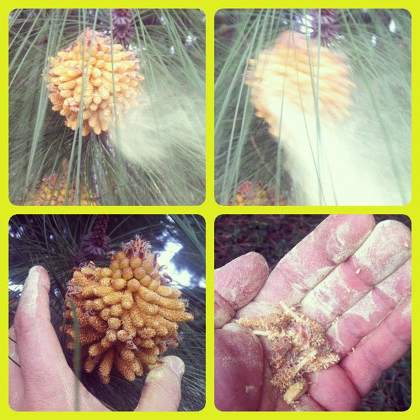 Texas Pine Pollen Tincture