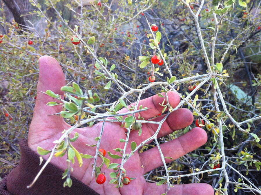 Goji Schizandra Drops