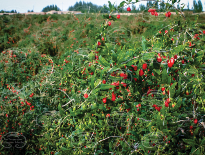 Heaven Mountain Goji Berries
