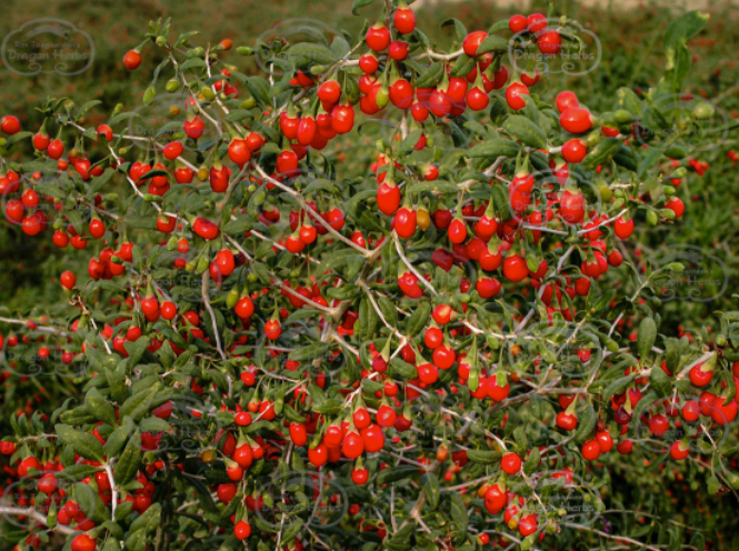 Heaven Mountain Goji Berries