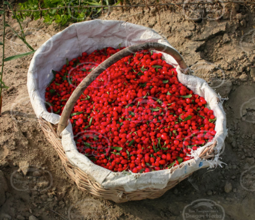 Heaven Mountain Goji Berries