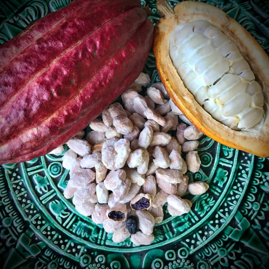 NoniLand Freeze-Dried Cacao Beans with Pulp 1/2 lb. (8 oz)