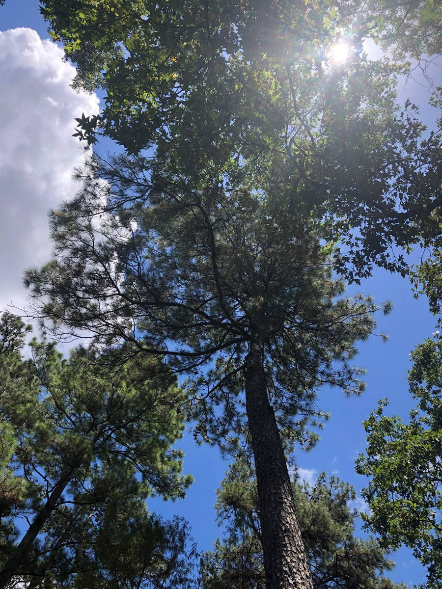 Texas Pine Pollen Tincture