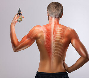 Eucommia Tincture