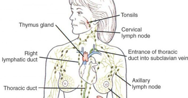 The Secret to Staying Healthy: Get The Lymphatic System Moving! - David